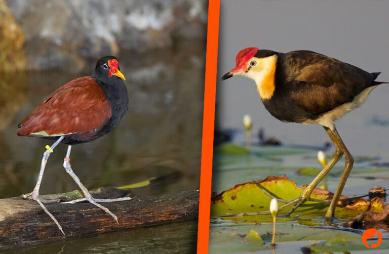 Gjacalne — What It Means and Where It Comes From Gjacalne — What It Means and Where It Comes From